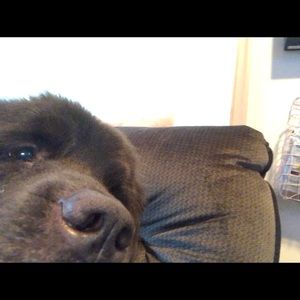 Meet your Posher, Robin